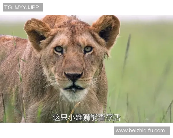 狮王传奇崛起：从青训场到世界足坛的耀眼之星